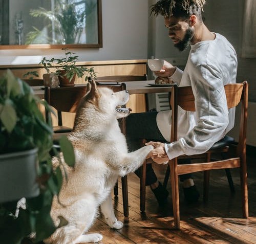 Bebé y perros: ¿Cómo tener una buena relación entre ellos? 1