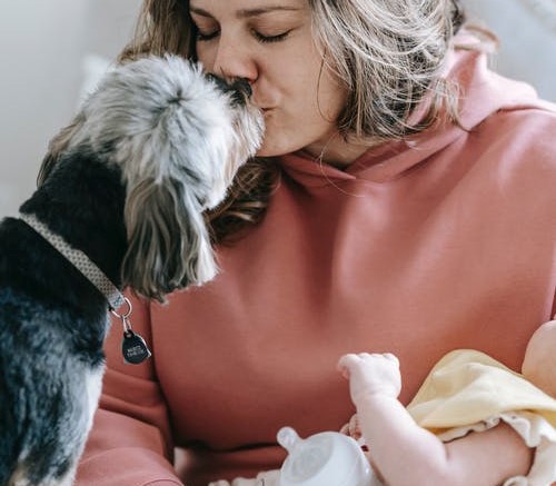 Bebé y perros: ¿Cómo tener una buena relación entre ellos? 3