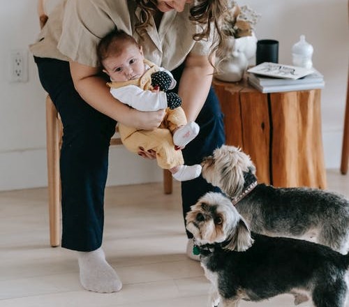 Bebé y perros: ¿Cómo tener una buena relación entre ellos? 2